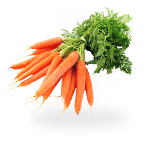 Carrot